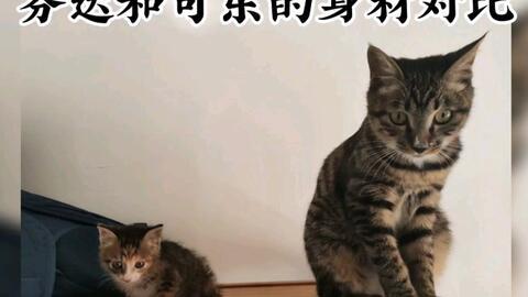 娱乐吃瓜酱小奶猫