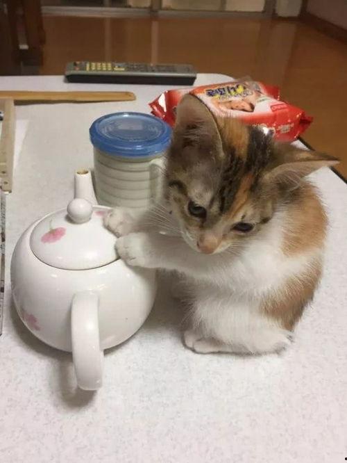 娱乐吃瓜酱小奶猫