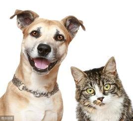 娱乐吃瓜酱小众宠物,娱乐吃瓜酱带你领略独特宠物风采